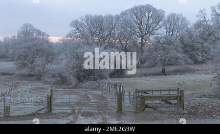 Arbres d'hiver couverts de gel juste après le lever du soleil à Baildon, dans le Yorkshire. Banque D'Images