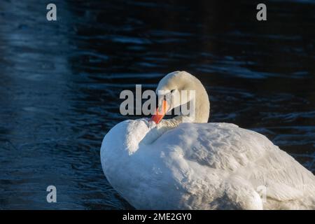 Un seul cygne muet mâle (cygnus olor) qui se présage en se tenant sur un lac gelé. Banque D'Images