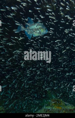 École de petits poissons nageant près de triggerfish gris dans l'eau sombre de la mer propre Banque D'Images