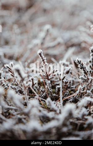Gros plan de l'herbe sèche congelée sur le sol en forêt d'hiver sur fond flou en Islande Banque D'Images