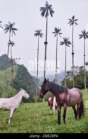 Chevaux paître sur une pente herbeuse de la vallée de Cocora près de grands palmiers le jour de brouillard dans la campagne de la Colombie Banque D'Images