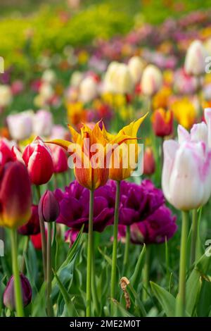 Tulipes fleuris de différentes couleurs croissant dans un pré vert le jour du printemps Banque D'Images