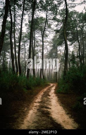 Vue pittoresque sur un chemin étroit traversant des arbres verts qui poussent dans les bois par temps couvert Banque D'Images