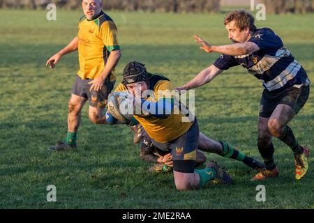 North Dorset RFC - Gillingham - Dorset - Angleterre. North Dorset Badgers et Westbury RFC. Samedi 21st janvier 2023. Essai de score du joueur de blaireau pendant Banque D'Images