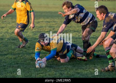 North Dorset RFC - Gillingham - Dorset - Angleterre. North Dorset Badgers et Westbury RFC. Samedi 21st janvier 2023. Essai de score du joueur de blaireau pendant Banque D'Images