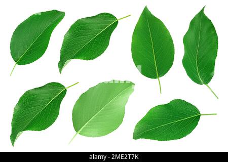 Feuille de poire verte isolée sur fond blanc. Vue de dessus. Pose à plat. Set ou collection Banque D'Images