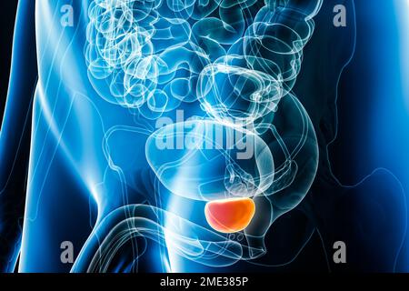Illustration du rendu de l'organe 3D de la prostate à rayons X avec contours de corps mâles. Anatomie humaine, organes internes, médical, biologie, science, concepts de santé. Banque D'Images