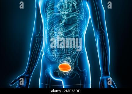 Vue xray antérieure ou avant de la vessie 3D avec les contours du corps masculin. Anatomie humaine, médical, biologie, science, santé con Banque D'Images