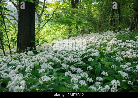 Silverdale, Royaume-Uni: Ramsons (ail sauvage, Allium ursinum) dans le bois de Storrs Moss, Yealand, Lancashire Banque D'Images