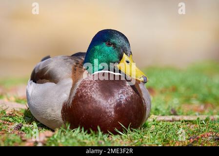 Canard colvert au repos ( Anas platyrhynchos ) Banque D'Images