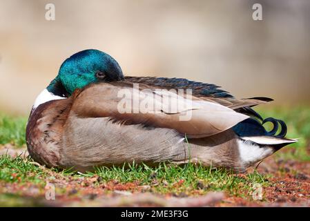 Canard colvert au repos ( Anas platyrhynchos ) Banque D'Images