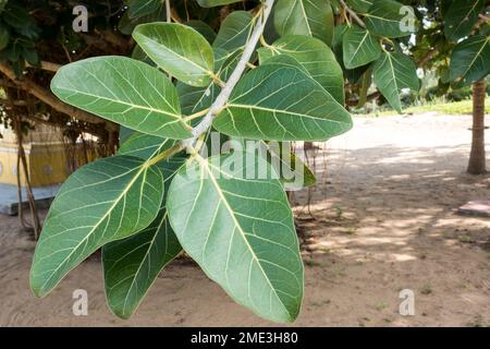 Ficus benghalensis gros plan sur les feuilles Banque D'Images