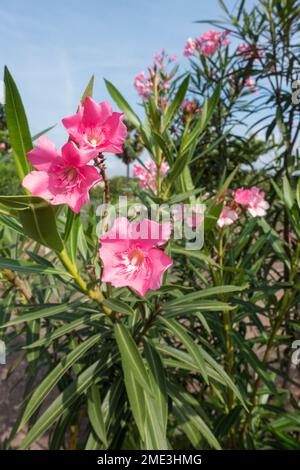 Fleur rose de l'Oleander dans la plante Banque D'Images