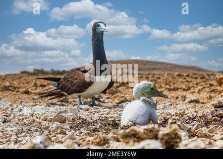 Marron booby (Sula leucogaster) avec poussin Banque D'Images
