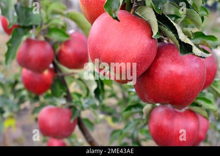 gros plan des pommes biologiques rouges mûrisantes sur les branches des pommiers Banque D'Images