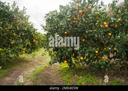 Oranges fraîches mûres accrochées à l'arbre dans la ferme Banque D'Images