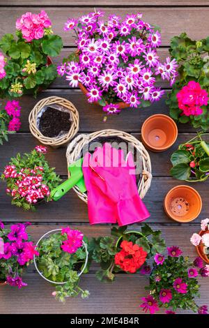 Diverses fleurs roses d'été cultivées dans des paniers en osier et des pots de fleurs en terre cuite Banque D'Images