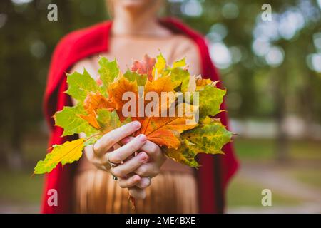 Main de la femme tenant un bouquet de feuilles d'érable Banque D'Images