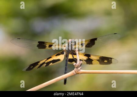 Aile commune d'image (Rhyothemis variegata) perching à l'extérieur Banque D'Images