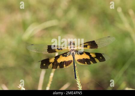 Aile commune d'image (Rhyothemis variegata) perching à l'extérieur Banque D'Images