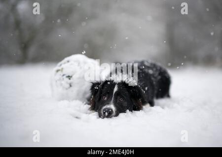 Jeune Border Collie reposant dans la neige Banque D'Images