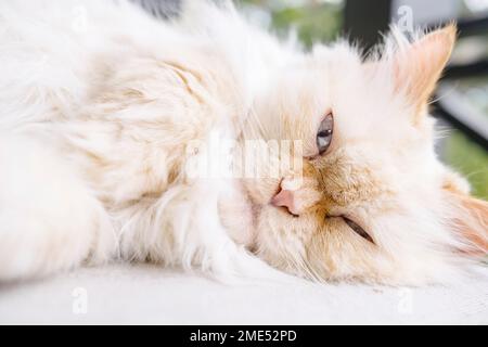 Chat persan mignon couché sur un tapis Banque D'Images