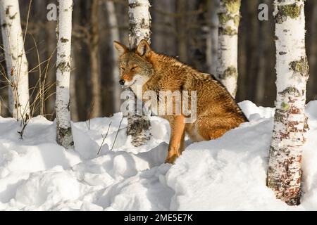 Coyote (Canis latrans) se trouve dans la neige au milieu des Birch Trees Winter - animal captif Banque D'Images