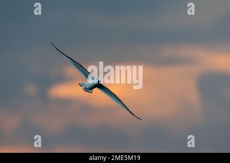 un mouette vole à la lumière du coucher du soleil Banque D'Images