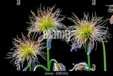 Un gros plan sélectif de têtes de graines de fleurs de Pasque isolées sur un fond noir Banque D'Images