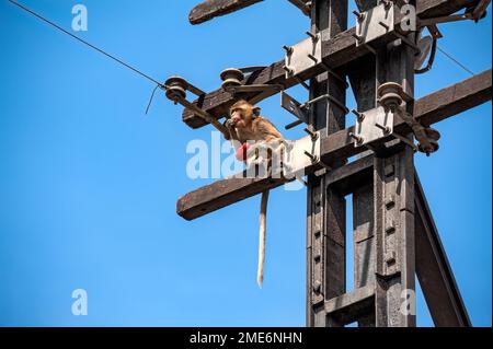 Un singe à queue longue est assis sur un poteau électrique abandonné, en regardant dehors tout en mangeant une pomme rose. Banque D'Images