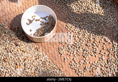 Les agriculteurs trient les grains de café frais et pourris avant des sécher. processus traditionnel de préparation du café. La production de café, le soleil naturel sec du processus de miel. Banque D'Images