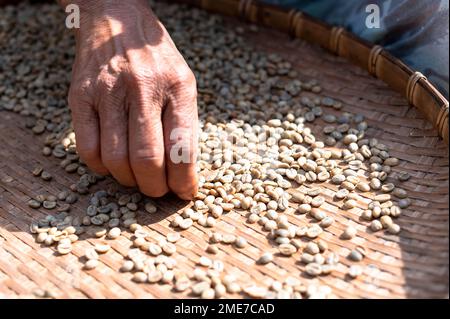 Les agriculteurs trient les grains de café frais et pourris avant des sécher. processus traditionnel de préparation du café. La production de café, le soleil naturel sec du processus de miel. Banque D'Images