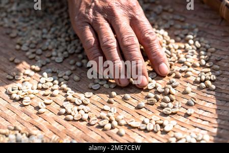 Les agriculteurs trient les grains de café frais et pourris avant des sécher. processus traditionnel de préparation du café. La production de café, le soleil naturel sec du processus de miel. Banque D'Images