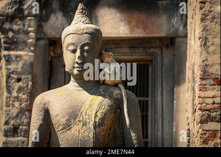 Un singe à longue queue se cache confortablement sur le côté ombre de l'épaule d'une statue de Bouddha. Banque D'Images