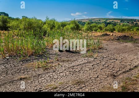 Boue et rushes fissurés sur le site d'une usine de briques de feu démolie à Wharncliffe, près de Deepcar, dans le South Yorkshire. Banque D'Images