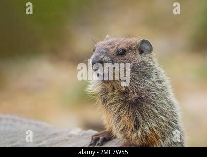 Joli petit closeup de marmotte idéal pour le jour et le printemps heureux de marmotte avec espace de copie Banque D'Images