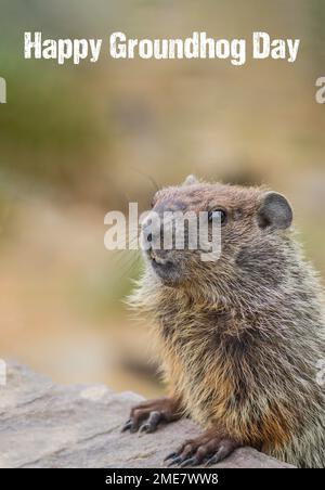 Joli petit closeup de marmotte idéal pour le joyeux jour de marmotte texte vieilli avec espace de copie Banque D'Images