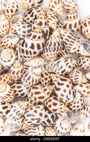 Ensemble de coquilles de mollusques bénitiers isolé sur fond blanc Banque D'Images