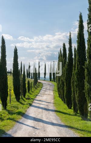 Arbres de cyprès emblématiques le long d'une route de terre dans la campagne de Toscane, Italie. Banque D'Images