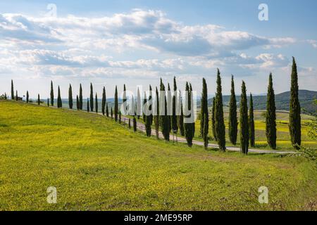 Arbres de cyprès emblématiques le long d'une route de terre dans la campagne de Toscane, Italie. Banque D'Images