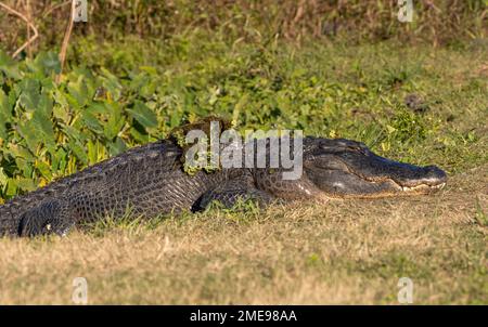 Un grand alligator américain se prélassant au soleil sur un sol herbeux avec une végétation aquatique sur son dos. Banque D'Images