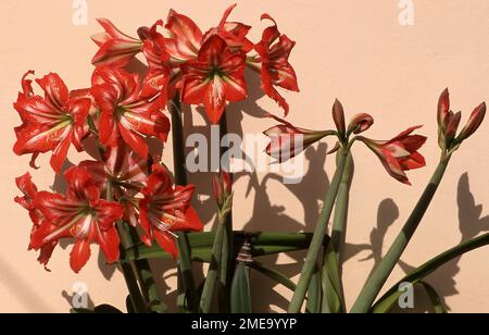 LYS D'HIPPOASTRE ROUGES POUSSANT LE LONG D'UN MUR DE JARDIN. Banque D'Images