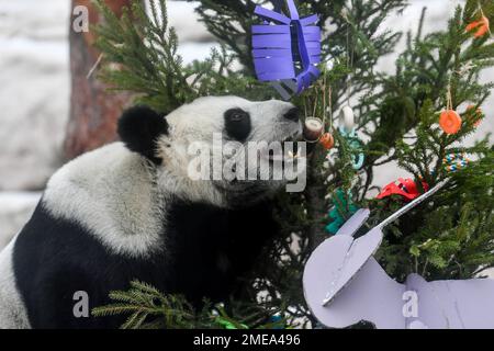 Moscou, Russie. 23rd janvier 2023. Le panda géant Dingding mange une pousse de bambou au zoo de Moscou, capitale de la Russie, le 23 janvier 2023. Le zoo de Moscou a préparé de la nourriture et des décorations de fête pour les pandas géants pour célébrer le nouvel an lunaire chinois. Credit: CAO Yang/Xinhua/Alay Live News Banque D'Images