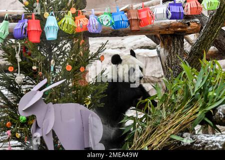 Moscou, Russie. 23rd janvier 2023. Le panda géant Dingding se trouve à côté de décorations festives au zoo de Moscou, capitale de la Russie, le 23 janvier 2023. Le zoo de Moscou a préparé de la nourriture et des décorations de fête pour les pandas géants pour célébrer le nouvel an lunaire chinois. Credit: CAO Yang/Xinhua/Alay Live News Banque D'Images