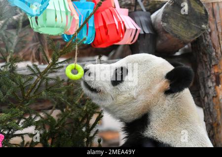 Moscou, Russie. 23rd janvier 2023. Le panda géant Ruyi approche des décorations de fête au zoo de Moscou, capitale de la Russie, le 23 janvier 2023. Le zoo de Moscou a préparé de la nourriture et des décorations de fête pour les pandas géants pour célébrer le nouvel an lunaire chinois. Credit: CAO Yang/Xinhua/Alay Live News Banque D'Images