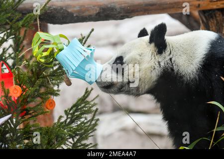 Moscou, Russie. 23rd janvier 2023. Le panda géant Dingding joue avec des décorations festives au zoo de Moscou, capitale de la Russie, le 23 janvier 2023. Le zoo de Moscou a préparé de la nourriture et des décorations de fête pour les pandas géants pour célébrer le nouvel an lunaire chinois. Credit: CAO Yang/Xinhua/Alay Live News Banque D'Images