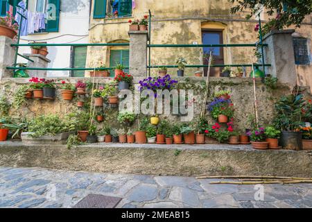 Des pots en terre cuite remplis de fleurs et de plantes alignées à l'extérieur des bâtiments du village de Portovenere, en Italie. Banque D'Images