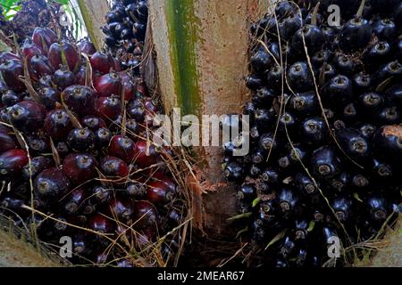 Une vue de près moyenne de l'huile de palme fruits sur Un arbre, dans l'ouest de l'Indonésie Banque D'Images