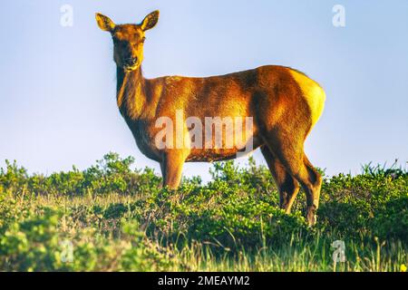 Vache folle de tule, Cervus canadensis nannodes, espèces vulnérables, originaire de Californie, réserve de Tule Elk, Point Reyes National Seashore, Californie, États-Unis. Banque D'Images