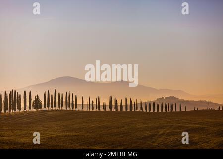 Paysage toscan emblématique de cyprès bordant la route de terre avec Monte Amiata au loin, Toscane, Italie. Banque D'Images